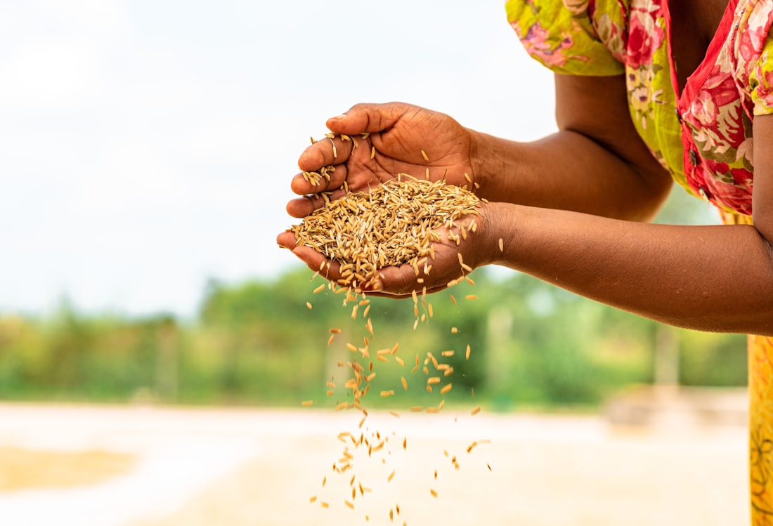 Mains versant des grains de céréale